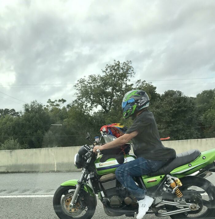 Just Taking His Parrot For A Speedy Ride