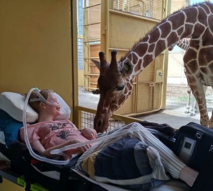A Giraffe Saying Hello to a Brave Soul at a Dutch Zoo
