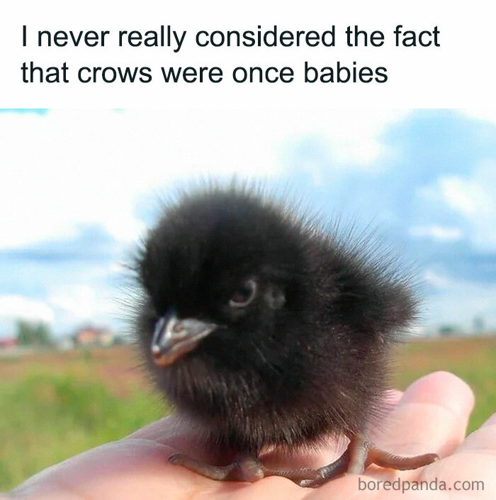 Grumpy Little Babies? More Like Grumpy-Loveables