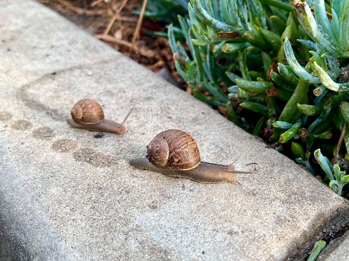 Snail Slime as Wart Medicine—Gross or Genius?