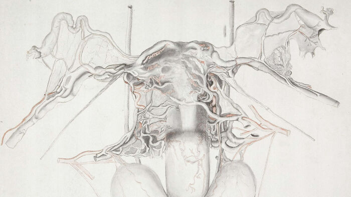 Fumigating the Uterus—Because Moving Organs Totally Happens