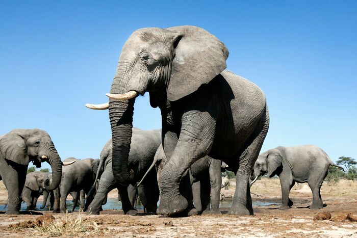 Elephant Bile for Bad Breath—The Ancient Mouthwash