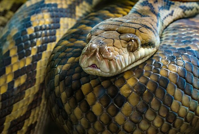 Python Bile to Fix Genital Ulcers—No, Really
