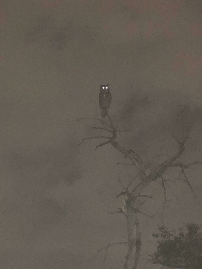 That Owl I Snapped At The Park – Spooky Vibes!