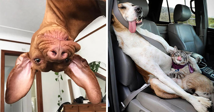 Oops! 50 Dogs Who Totally Didn’t Nail The Photo Shoot
