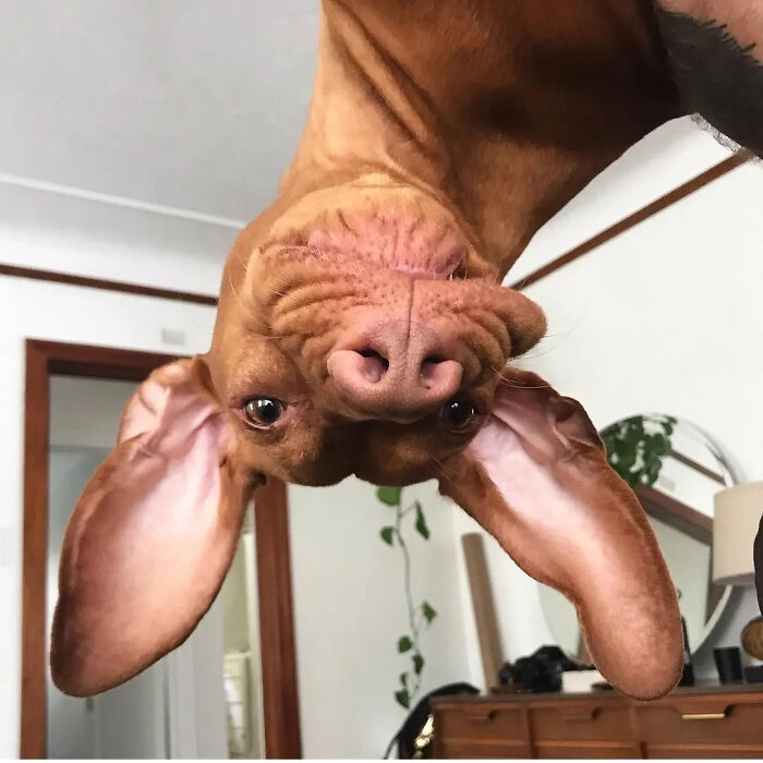 Oops! 50 Dogs Who Totally Didn't Nail The Photo Shoot