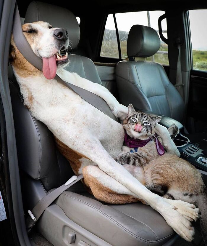 Oops! 50 Dogs Who Totally Didn't Nail The Photo Shoot