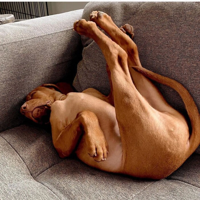 Oops! 50 Dogs Who Totally Didn't Nail The Photo Shoot