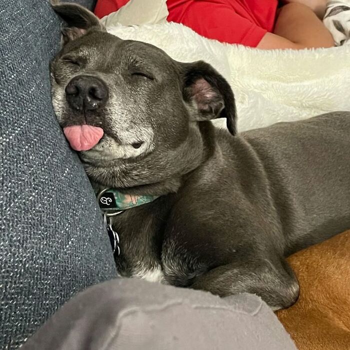 Oops! 50 Dogs Who Totally Didn't Nail The Photo Shoot