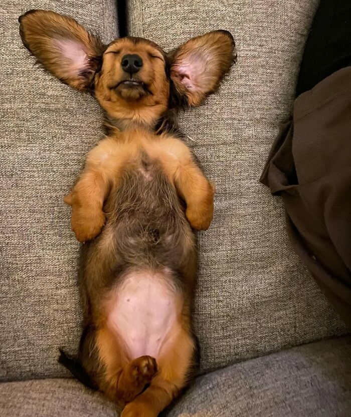 Oops! 50 Dogs Who Totally Didn't Nail The Photo Shoot