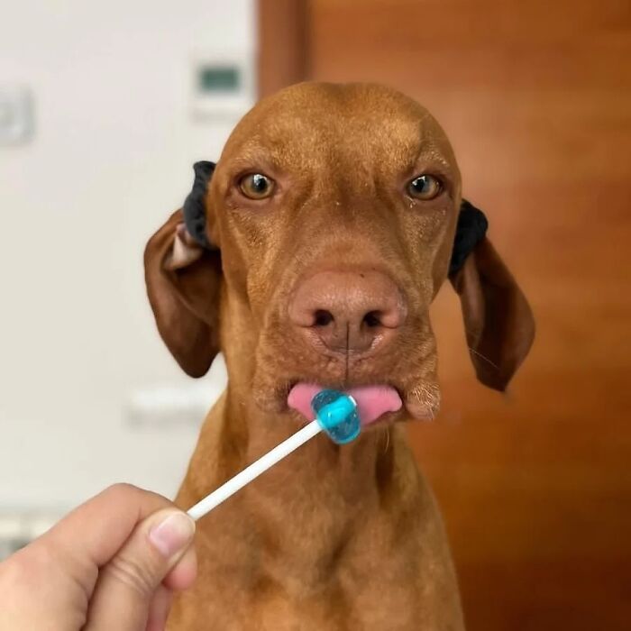 Oops! 50 Dogs Who Totally Didn't Nail The Photo Shoot