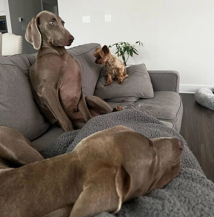 Oops! 50 Dogs Who Totally Didn't Nail The Photo Shoot