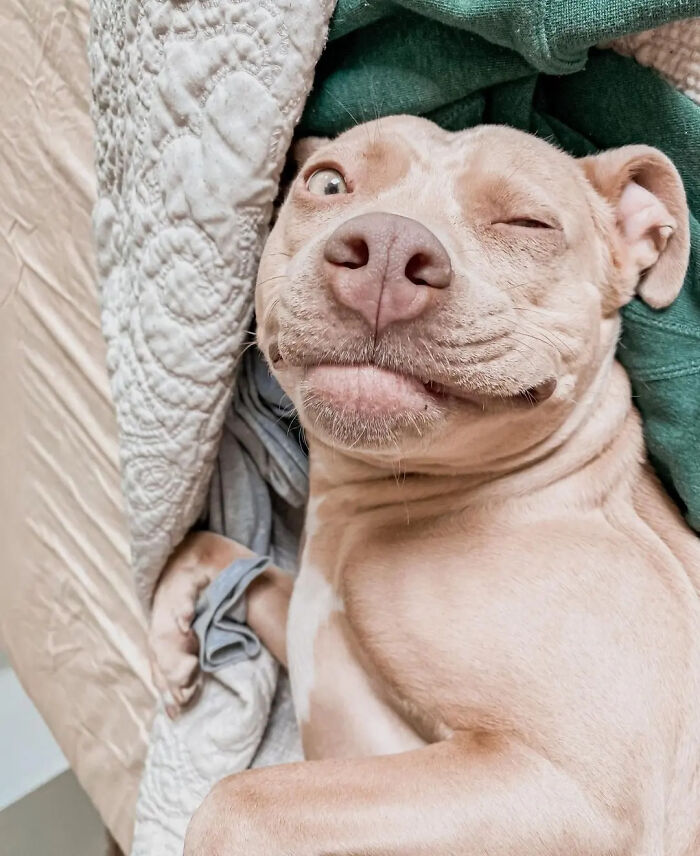 Oops! 50 Dogs Who Totally Didn't Nail The Photo Shoot