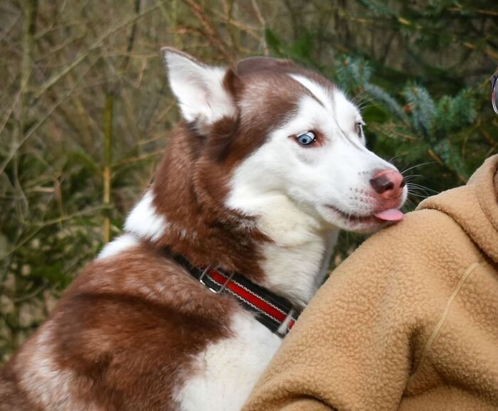 Oops! 50 Dogs Who Totally Didn't Nail The Photo Shoot