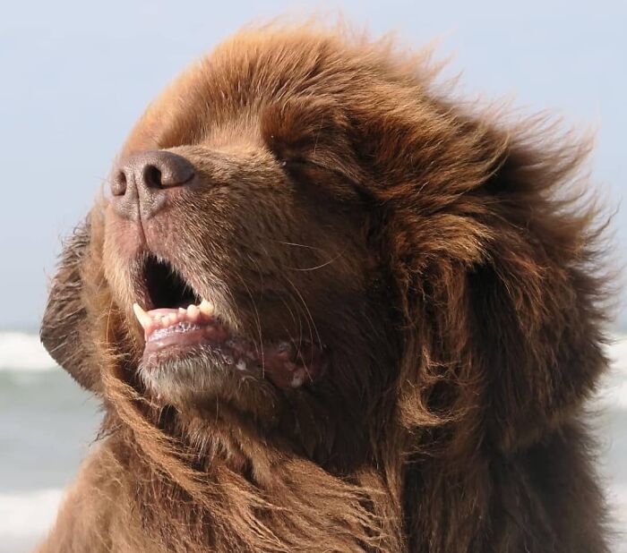Oops! 50 Dogs Who Totally Didn't Nail The Photo Shoot