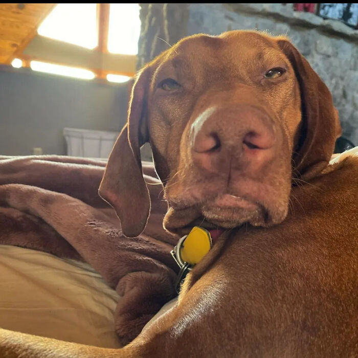 Oops! 50 Dogs Who Totally Didn't Nail The Photo Shoot