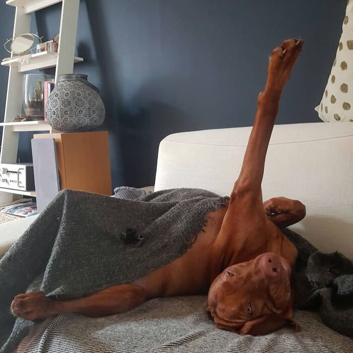 Oops! 50 Dogs Who Totally Didn't Nail The Photo Shoot