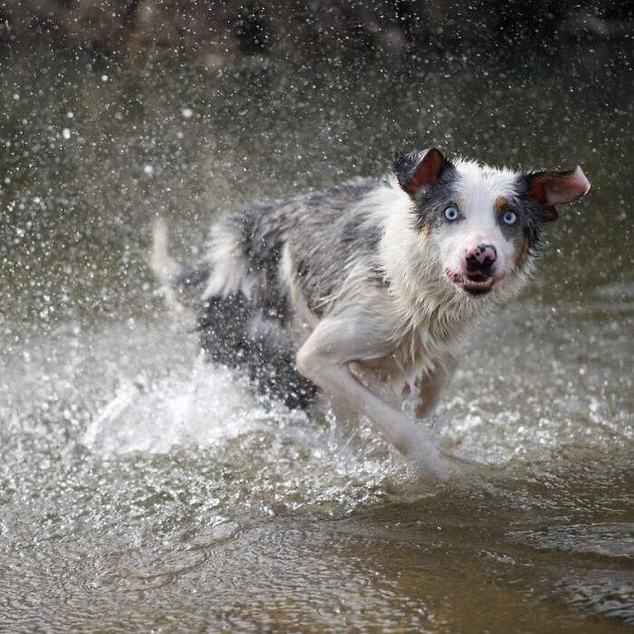 Oops! 50 Dogs Who Totally Didn't Nail The Photo Shoot