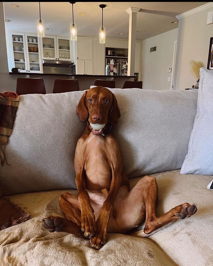 Oops! 50 Dogs Who Totally Didn't Nail The Photo Shoot