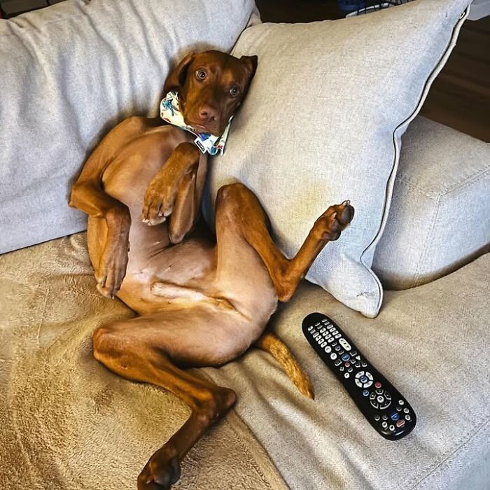 Oops! 50 Dogs Who Totally Didn't Nail The Photo Shoot