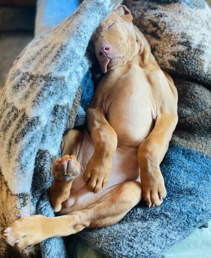 Oops! 50 Dogs Who Totally Didn't Nail The Photo Shoot