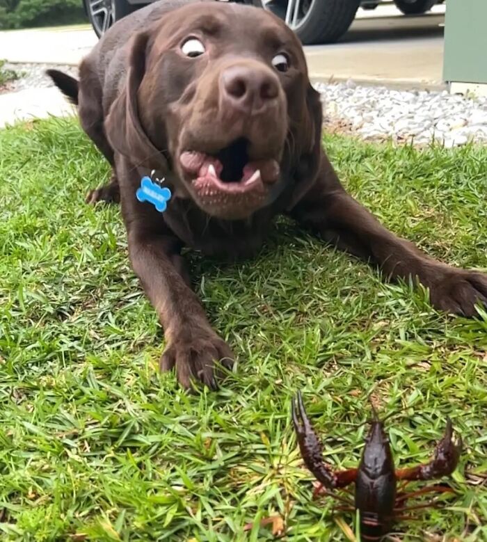 Oops! 50 Dogs Who Totally Didn't Nail The Photo Shoot