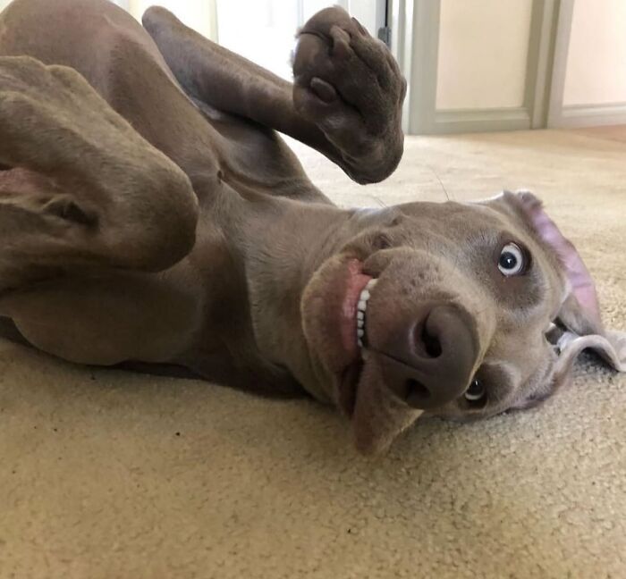 Oops! 50 Dogs Who Totally Didn't Nail The Photo Shoot