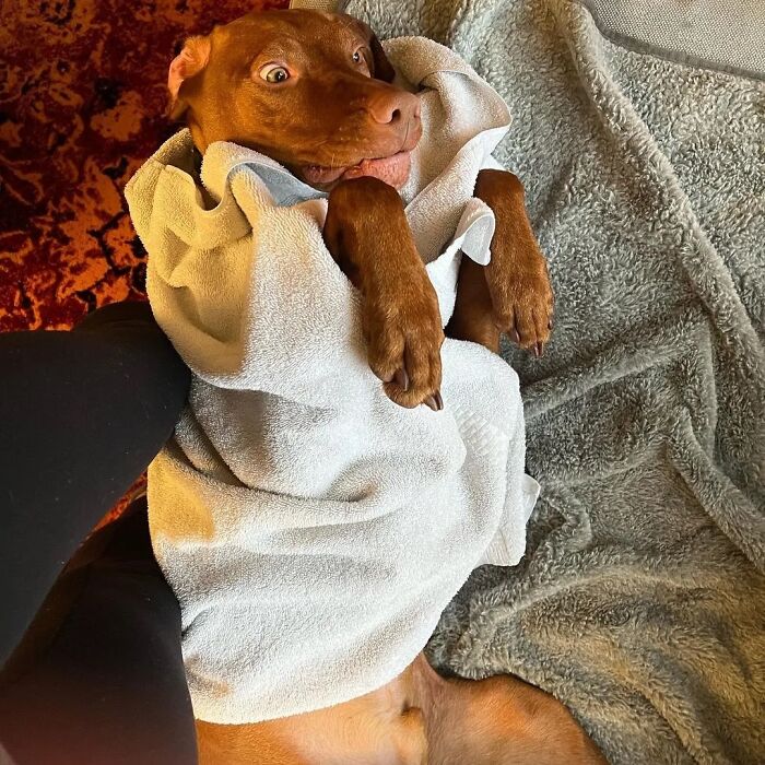 Oops! 50 Dogs Who Totally Didn't Nail The Photo Shoot