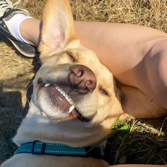 Oops! 50 Dogs Who Totally Didn't Nail The Photo Shoot