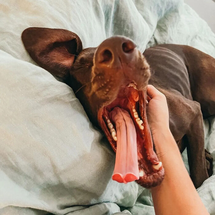 Oops! 50 Dogs Who Totally Didn't Nail The Photo Shoot
