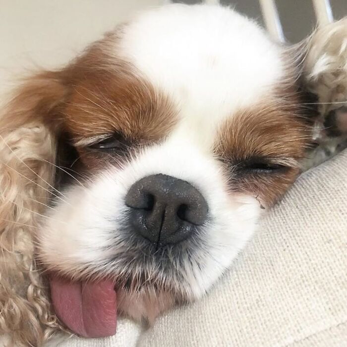 Oops! 50 Dogs Who Totally Didn't Nail The Photo Shoot