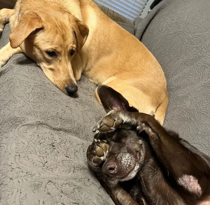Oops! 50 Dogs Who Totally Didn't Nail The Photo Shoot