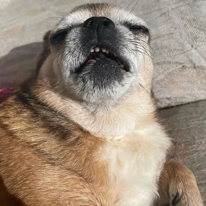 Oops! 50 Dogs Who Totally Didn't Nail The Photo Shoot