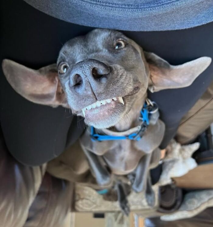Oops! 50 Dogs Who Totally Didn't Nail The Photo Shoot