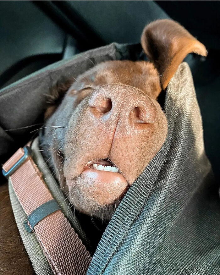Oops! 50 Dogs Who Totally Didn't Nail The Photo Shoot