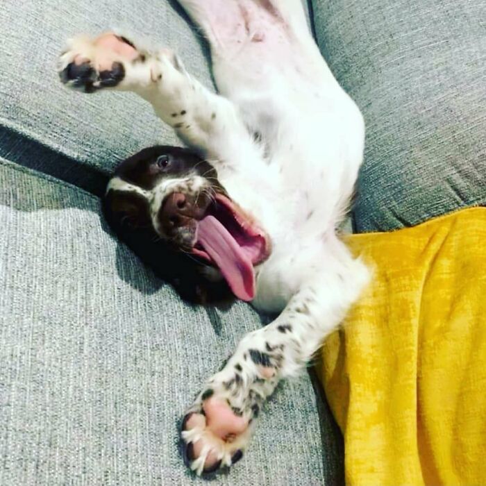 Oops! 50 Dogs Who Totally Didn't Nail The Photo Shoot