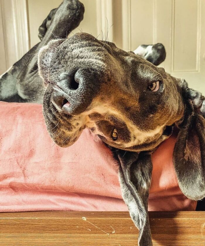 Oops! 50 Dogs Who Totally Didn't Nail The Photo Shoot