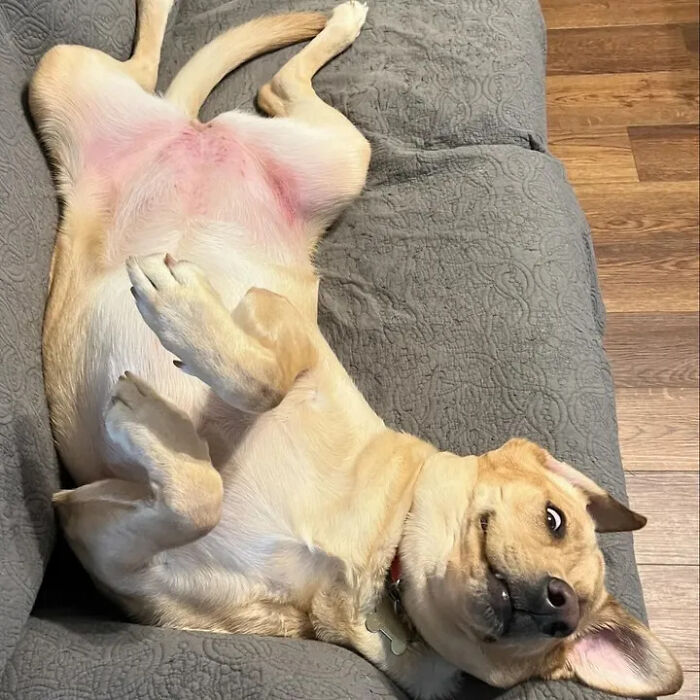 Oops! 50 Dogs Who Totally Didn't Nail The Photo Shoot
