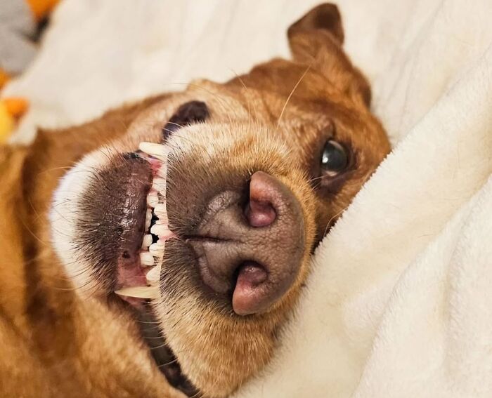 Oops! 50 Dogs Who Totally Didn't Nail The Photo Shoot