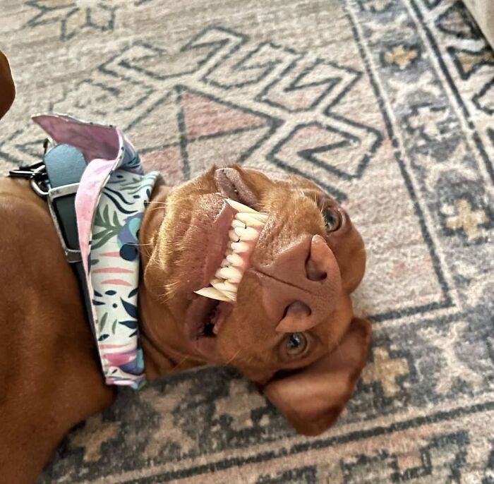 Oops! 50 Dogs Who Totally Didn't Nail The Photo Shoot