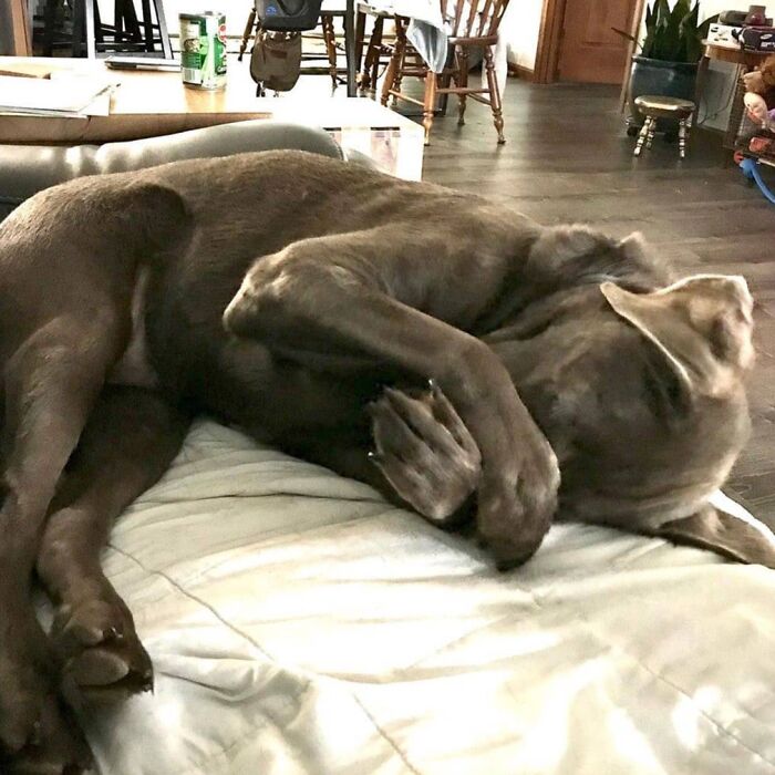 Oops! 50 Dogs Who Totally Didn't Nail The Photo Shoot