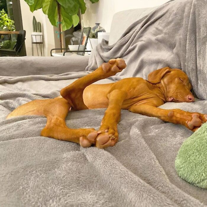 Oops! 50 Dogs Who Totally Didn't Nail The Photo Shoot