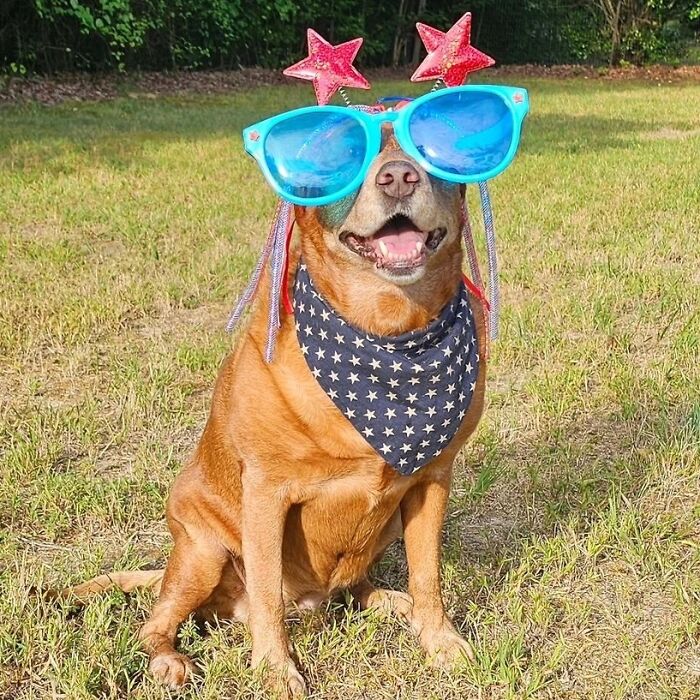 Oops! 50 Dogs Who Totally Didn't Nail The Photo Shoot