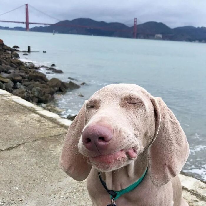 Oops! 50 Dogs Who Totally Didn't Nail The Photo Shoot