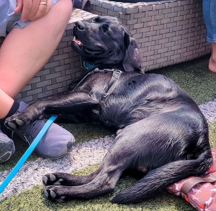 Oops! 50 Dogs Who Totally Didn't Nail The Photo Shoot