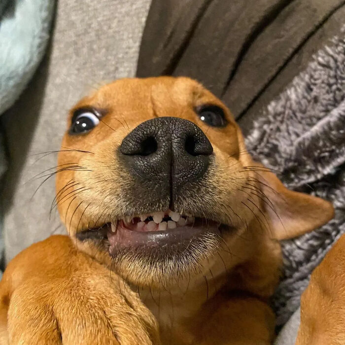 Oops! 50 Dogs Who Totally Didn't Nail The Photo Shoot