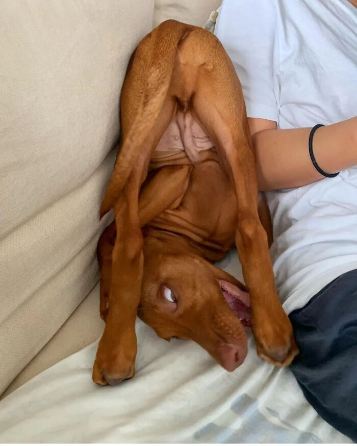 Oops! 50 Dogs Who Totally Didn't Nail The Photo Shoot