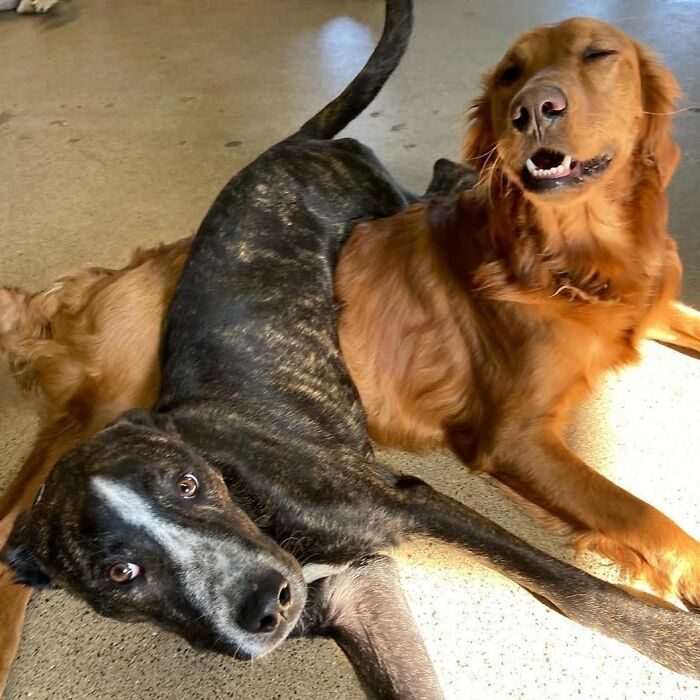 Oops! 50 Dogs Who Totally Didn't Nail The Photo Shoot