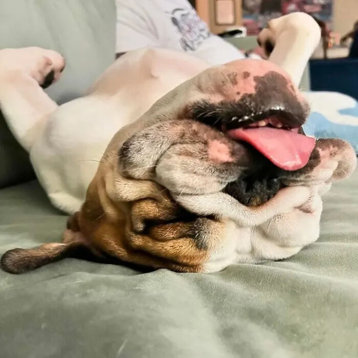 Oops! 50 Dogs Who Totally Didn't Nail The Photo Shoot