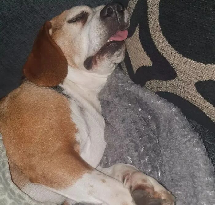 Oops! 50 Dogs Who Totally Didn't Nail The Photo Shoot